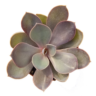 Echeveria Purple Pearl